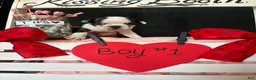Boston Terrier dogs for sale: Boston Terrier Puppy 1 - Ad 3