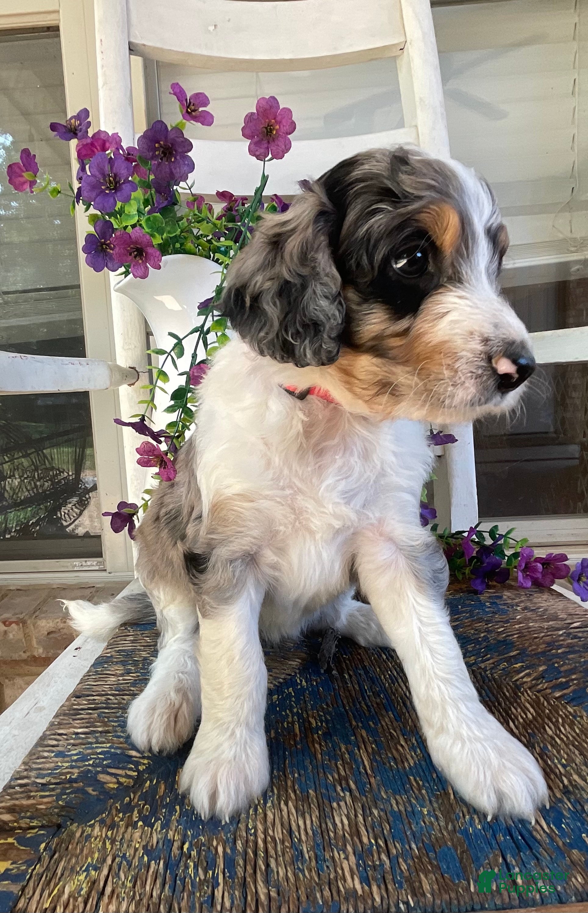 Aussiedoodle dogs Katie - Ad 11