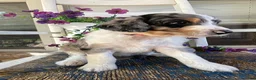 Aussiedoodle dogs for sale: Katie - Ad 1