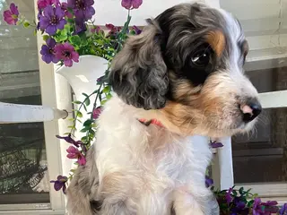 Aussiedoodle dogs Katie - Ad 11