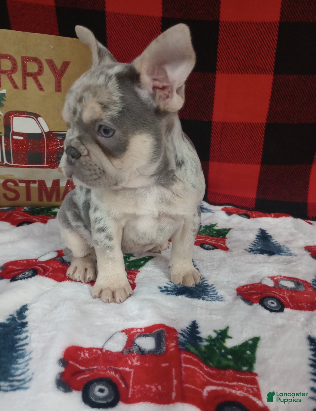 French Bulldog dogs for sale: Iris  - Ad 3