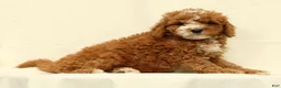 Cavapoo dogs for sale: Captain - Ad 7