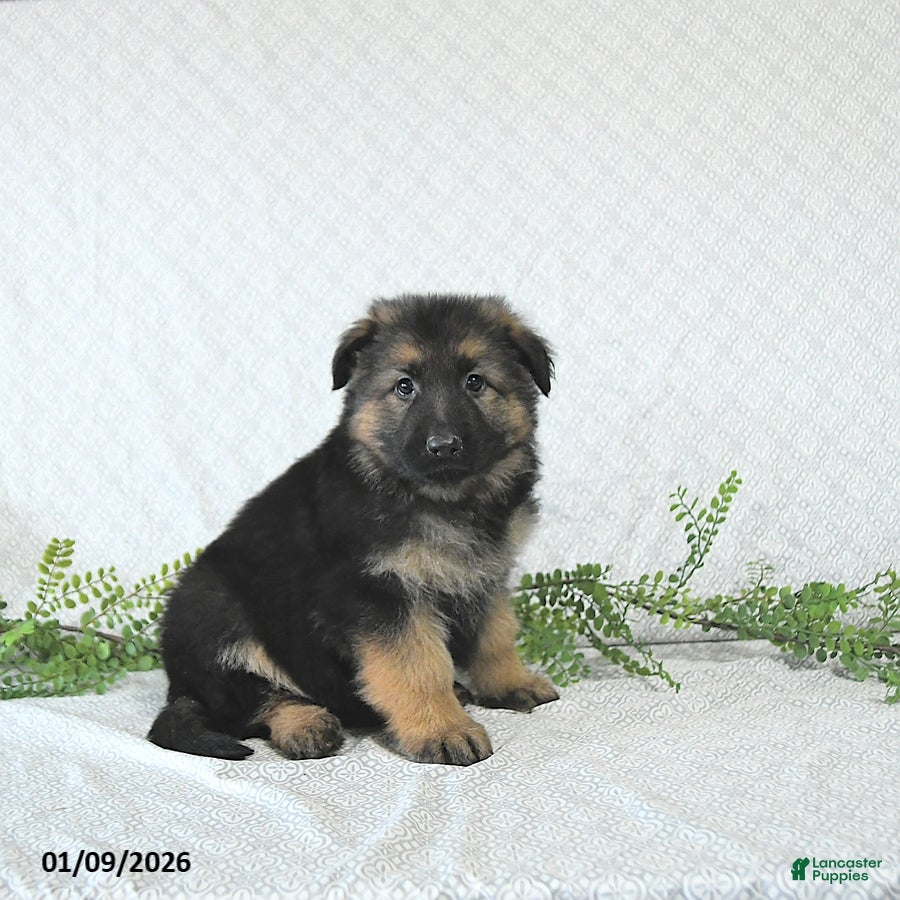German Shepherd dogs Bruno - Ad 34