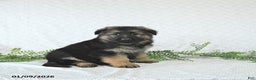 German Shepherd dogs for sale: Bruno - Ad 1