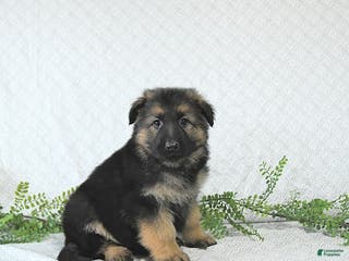 German Shepherd dogs Bruno - Ad 34