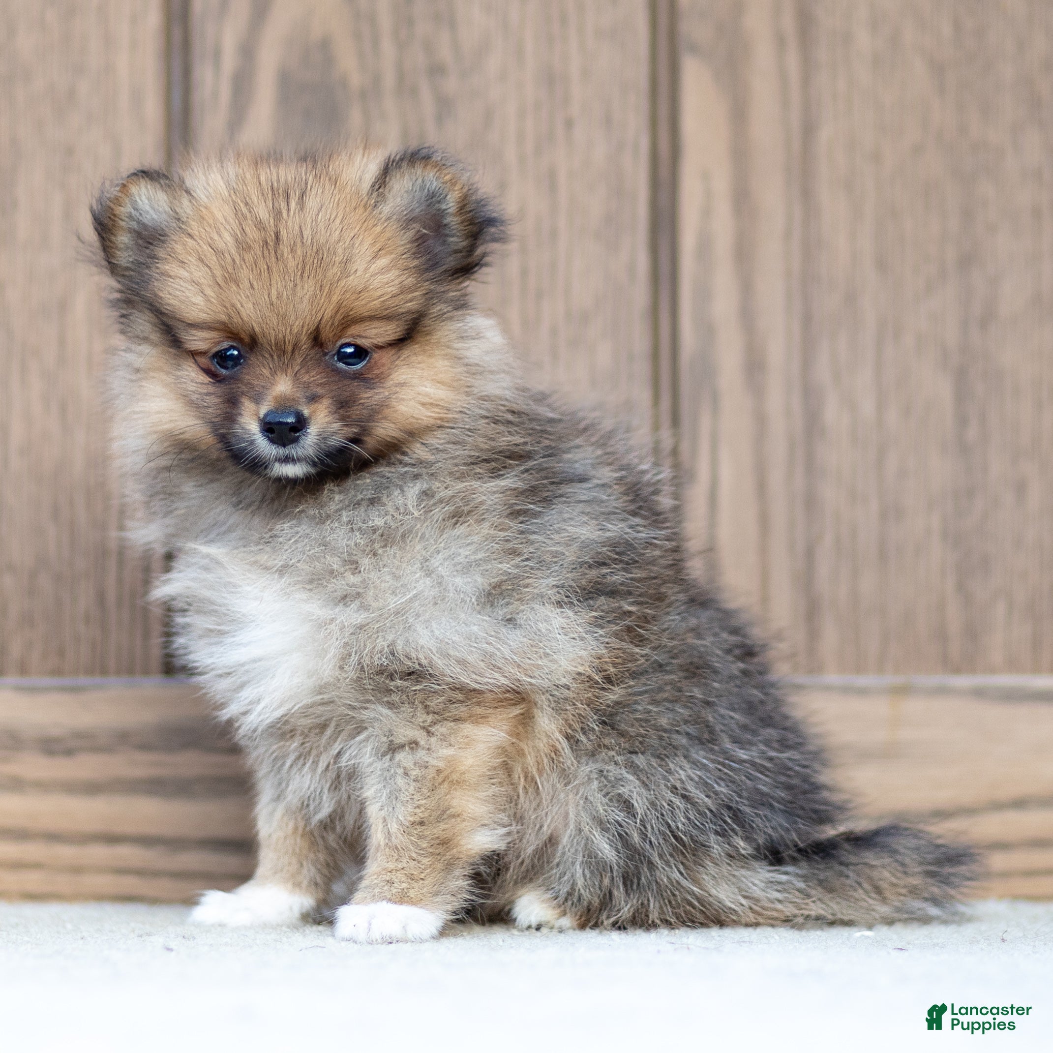 Pomeranian dogs Ashley - Ad 1
