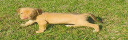 Rhodesian Ridgeback dogs for sale: Rhodesian Ridgeback Puppy 4 - Ad 2