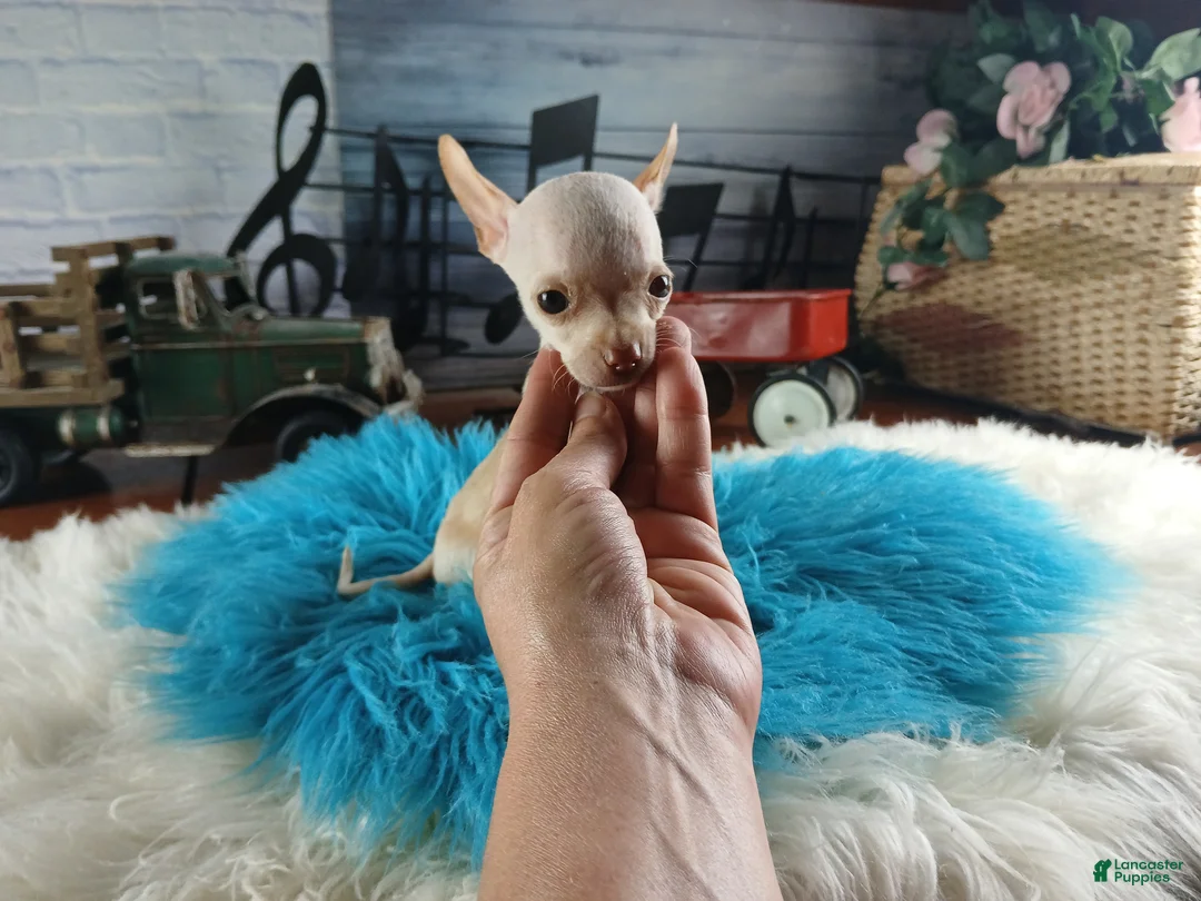 Chihuahua dogs for sale: Vanillas Teacup Boy. Hand Delivery  - Ad 2