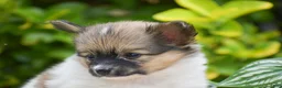 Papillon dogs for sale: Flower - Ad 4