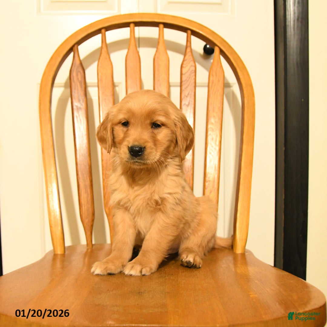 Golden Retriever dogs for sale: Blue - Ad 5
