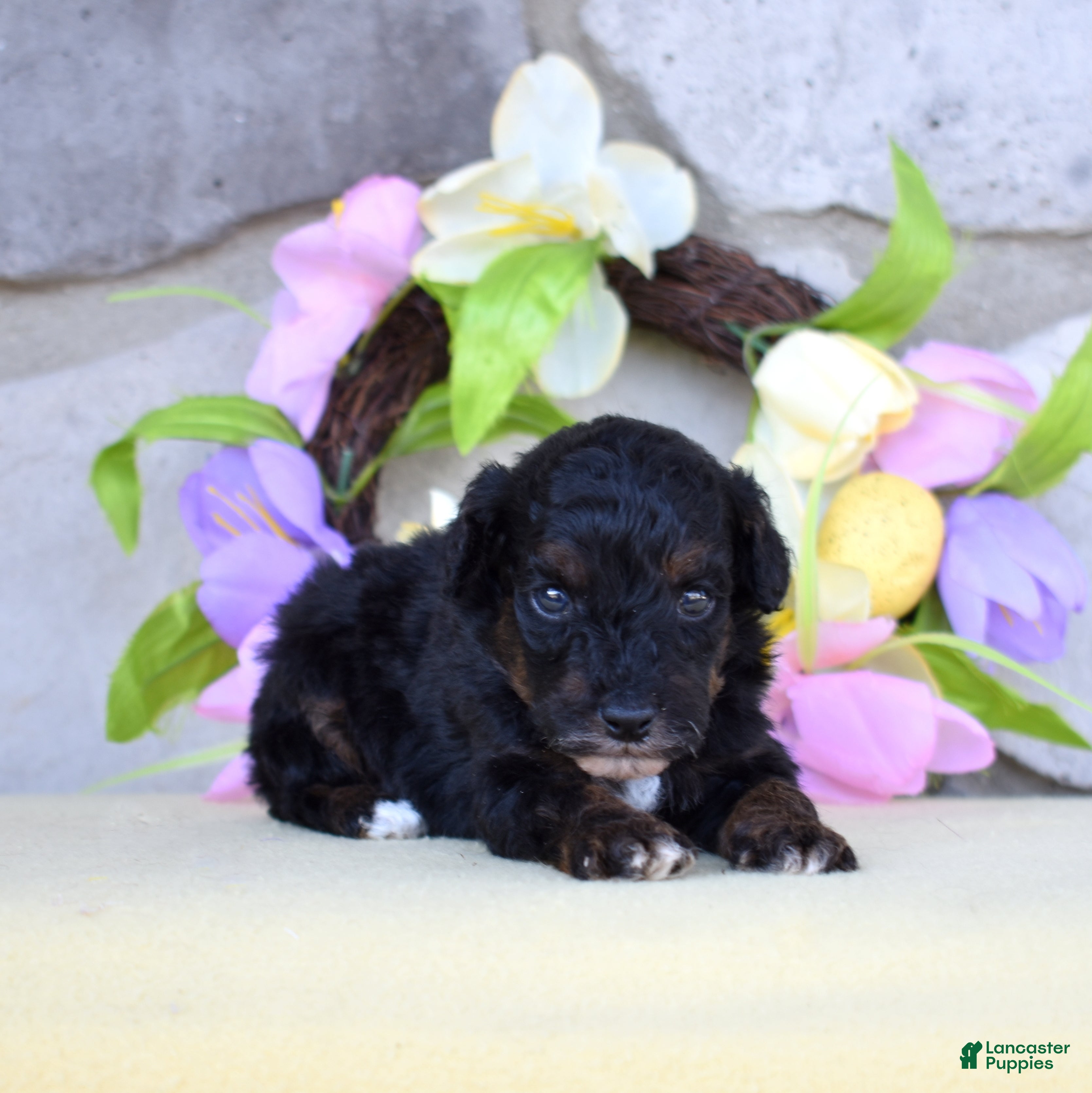 Miniature Poodle dogs Jasper  - Ad 1