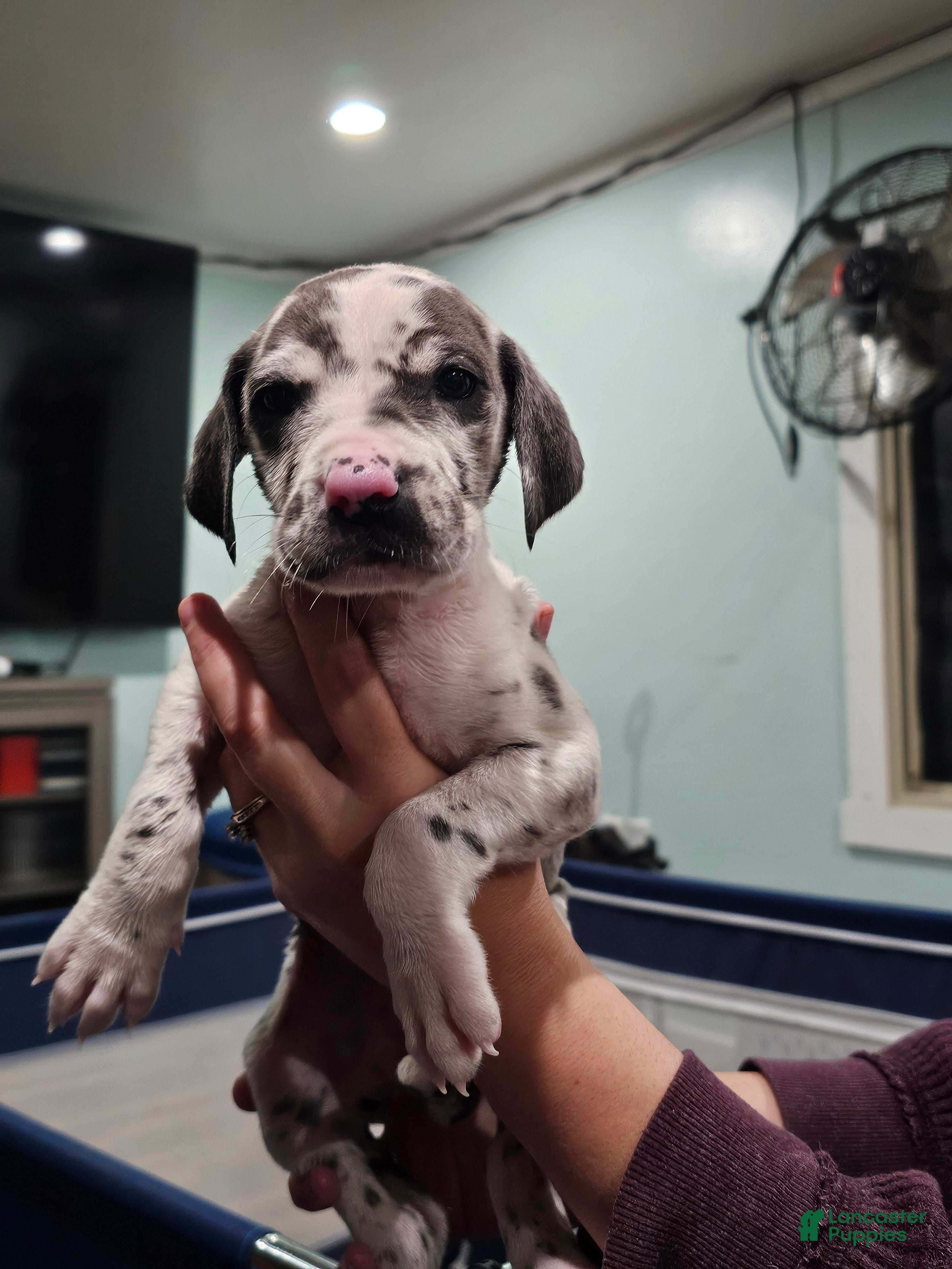 Great Dane dogs Blue Harlequin - Ad 2