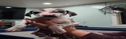 Great Dane dogs for sale: Blue Harlequin - Ad 2