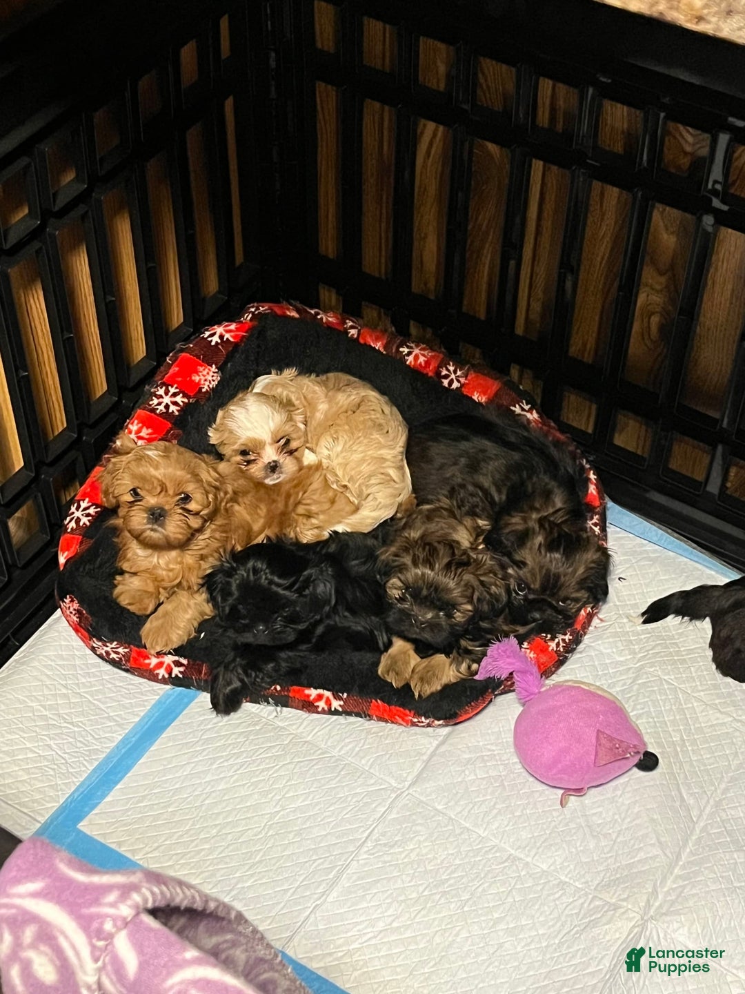 Gallery Image {{count}}