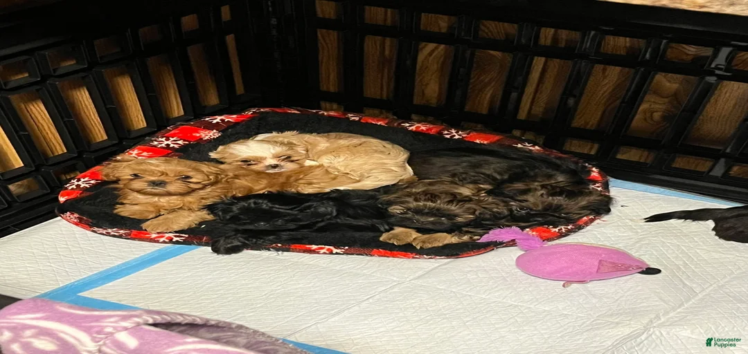 Gallery Image {{count}}