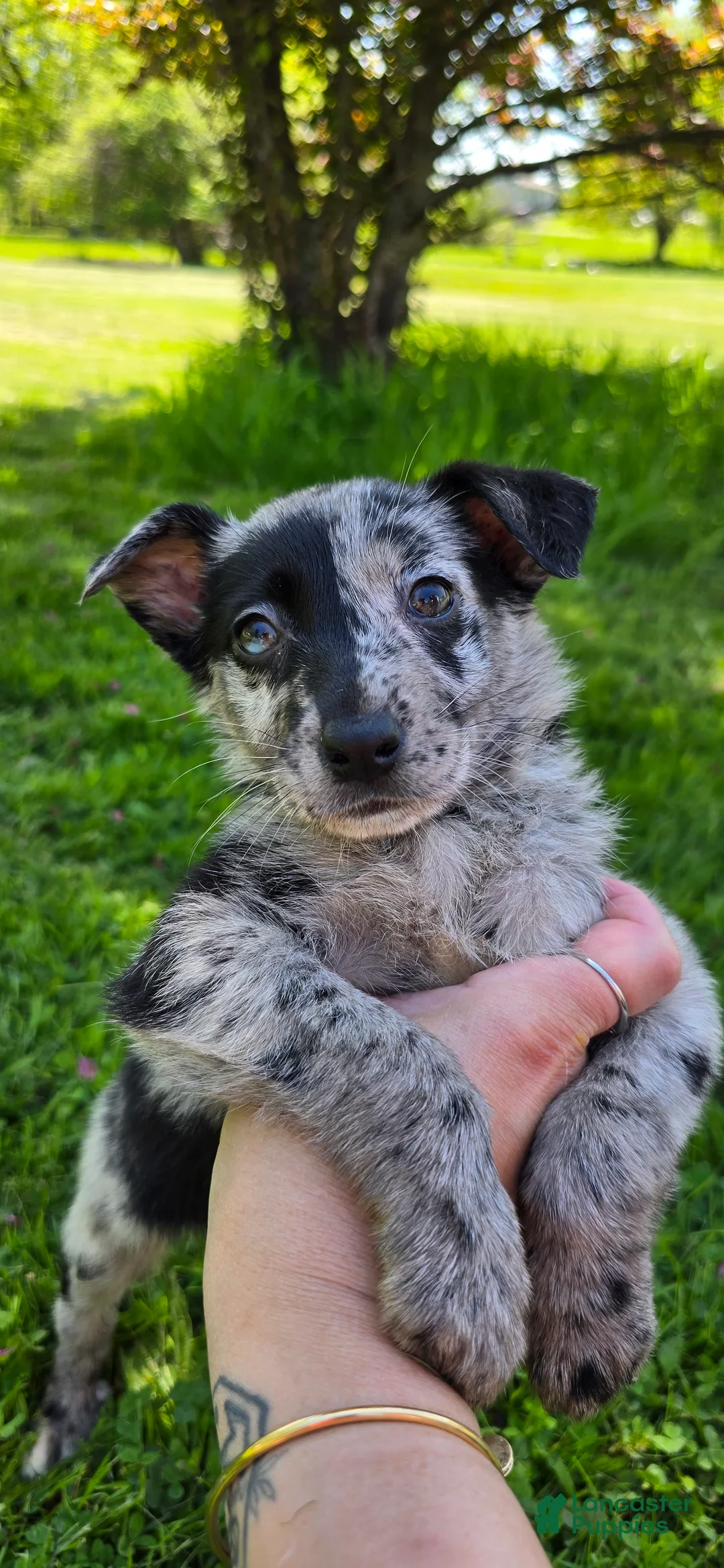 Mixed Breed dogs for sale: Gal - Ad 8