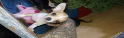 Chihuahua dogs for sale: Chihuahua 3 - Ad 3