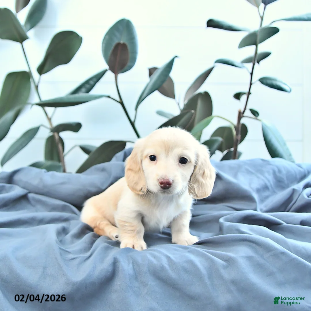 Miniature Dachshund dogs for sale: Oakley - Ad 3