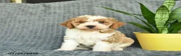 Aussiedoodle dogs for sale: Wendy  - Ad 2