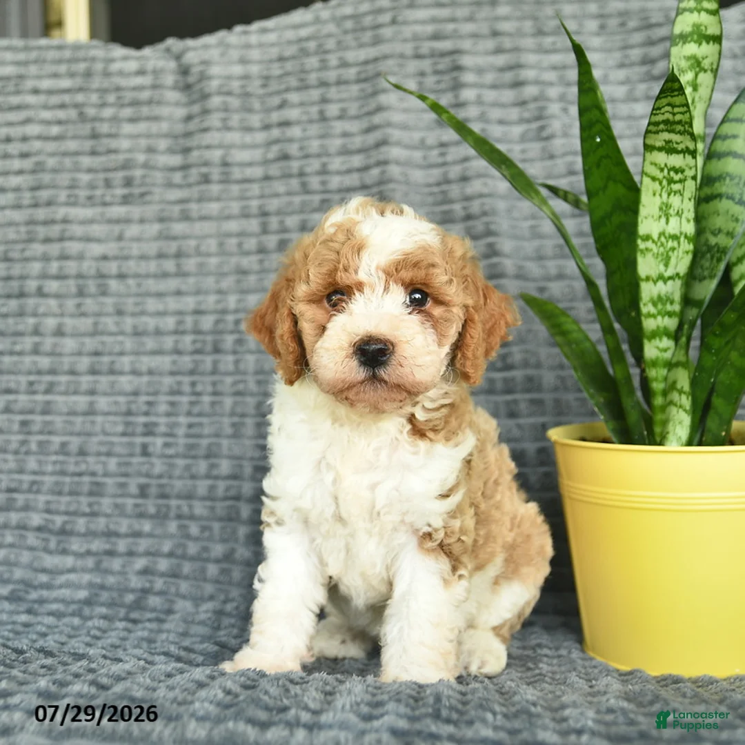 Aussiedoodle dogs for sale: Wendy  - Ad 2