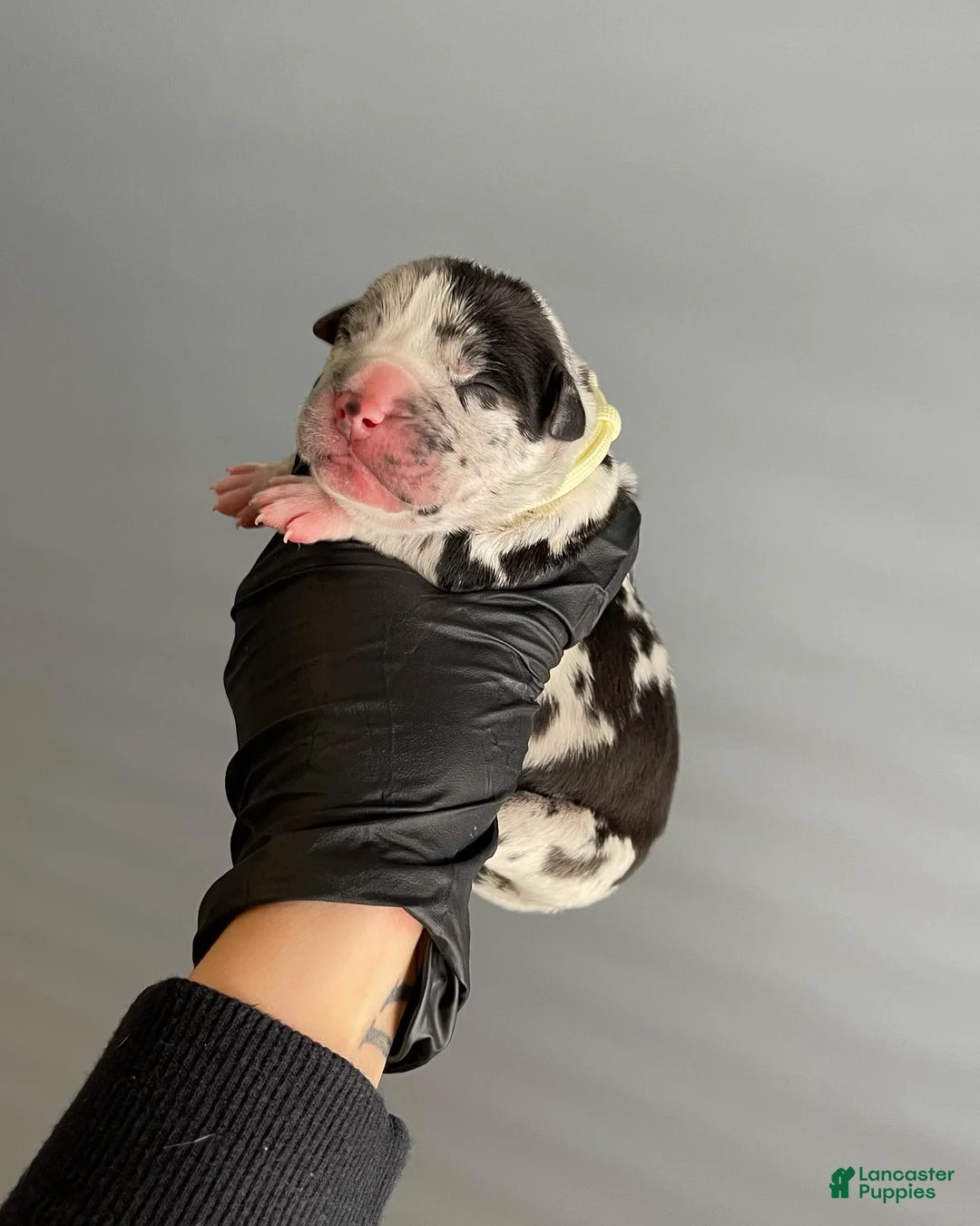 Cane Corso dogs for sale: Sentinel Soul’s Coco Chanel *Black Merle North American Mastiff* - Ad 1