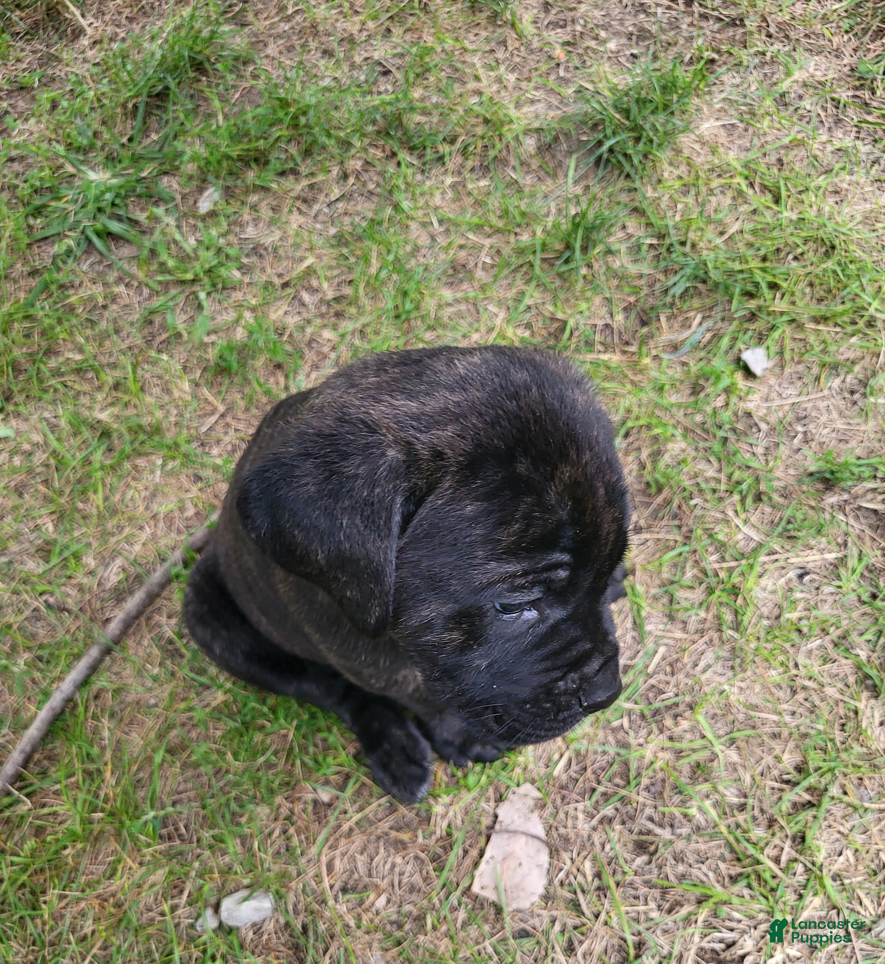 Cane Corso dogs Cane Corso 7 - Ad 41