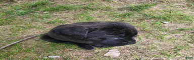 Cane Corso 7
