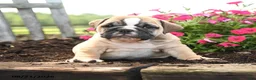 English Bulldog dogs for sale: Yana - Ad 4