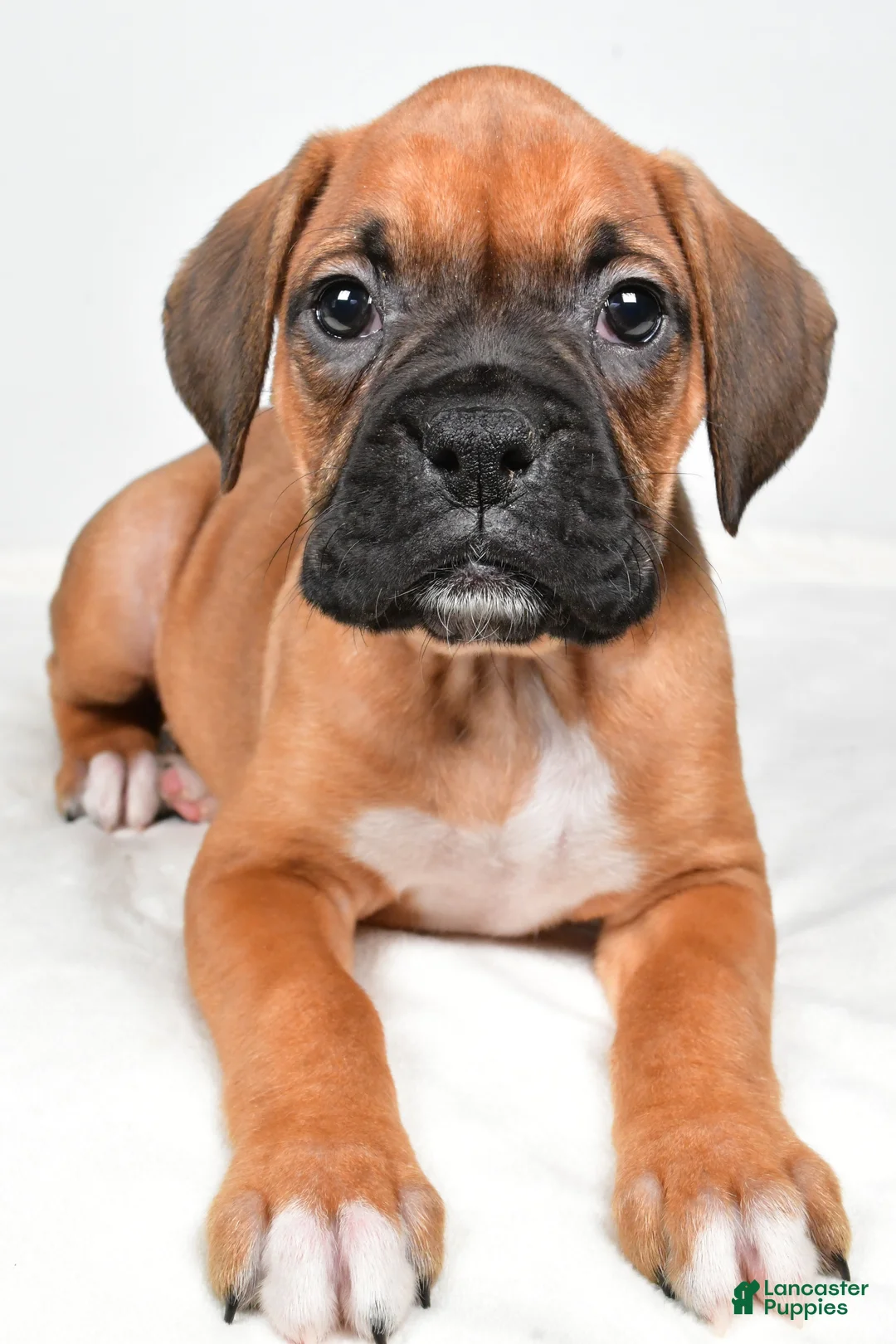 Boxer dogs for sale: Tonya - Ad 2