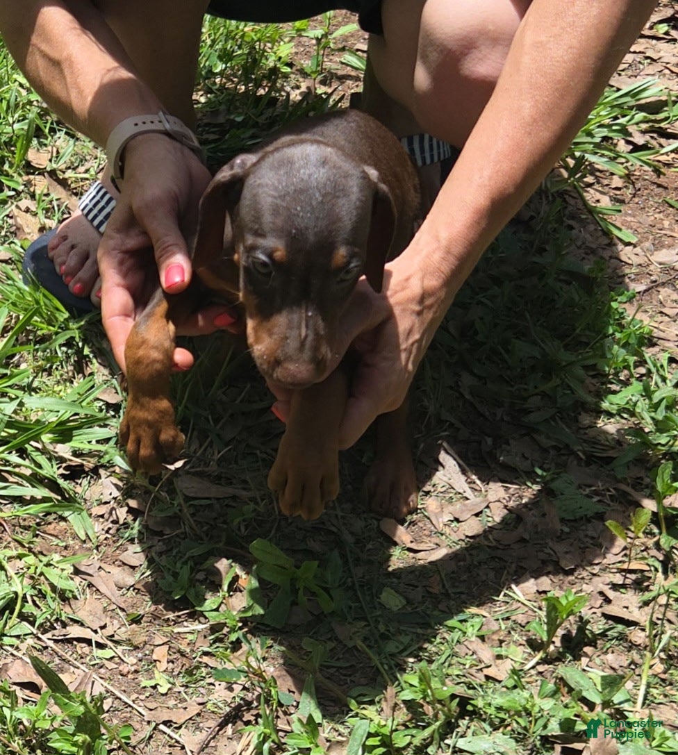 Doberman Pinscher dogs Ember - Ad 1