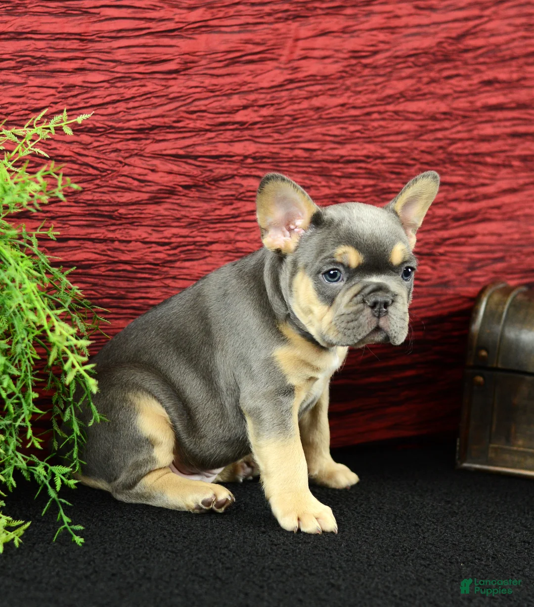 French Bulldog dogs for sale: Hunter - Ad 1