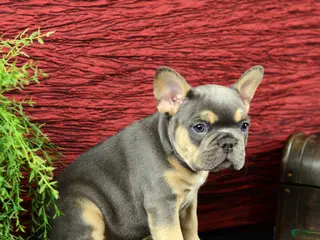 French Bulldog dogs for sale: Hunter - Ad 2