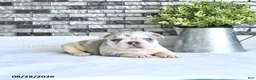 French Bulldog dogs for sale: Rielle - Ad 3
