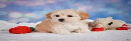Maltipoo dogs for sale: Maggie - Ad 2