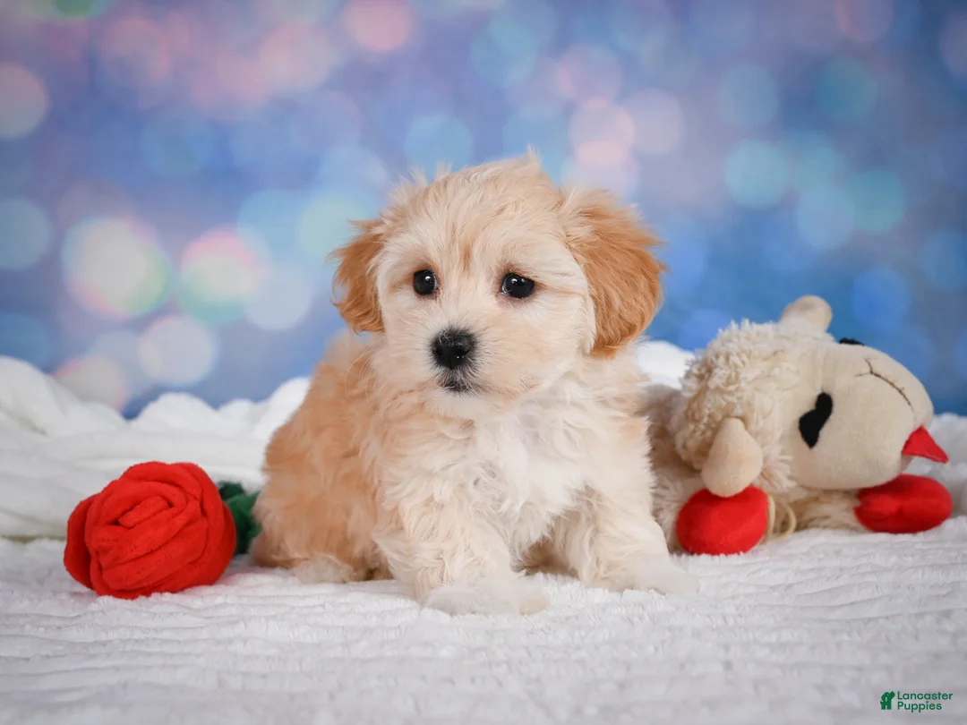 Maltipoo dogs for sale: Maggie - Ad 2