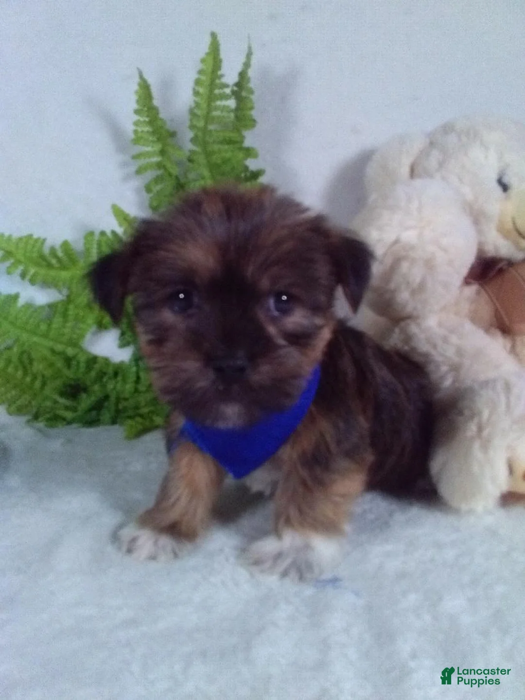 Shorkie dogs for sale: Benji - Ad 2