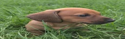 Dachshund dogs for sale: Louie - Ad 2