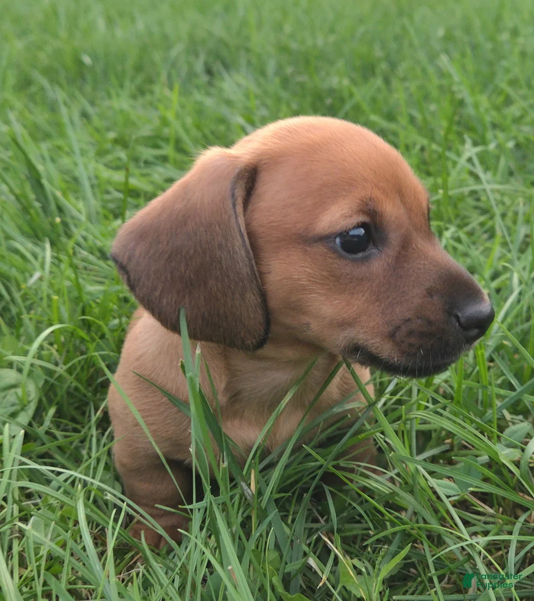 Dachshund dogs for sale: Louie - Ad 2