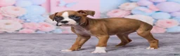 Boxer dogs for sale: Bella - Ad 5