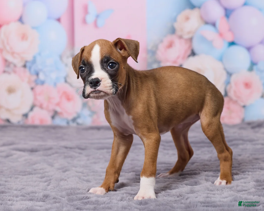 Boxer dogs for sale: Bella - Ad 5