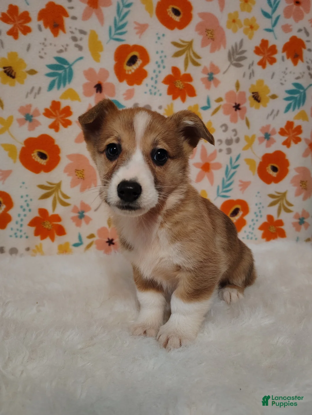 Welsh Corgi Pembroke dogs for sale: Levi - Ad 1