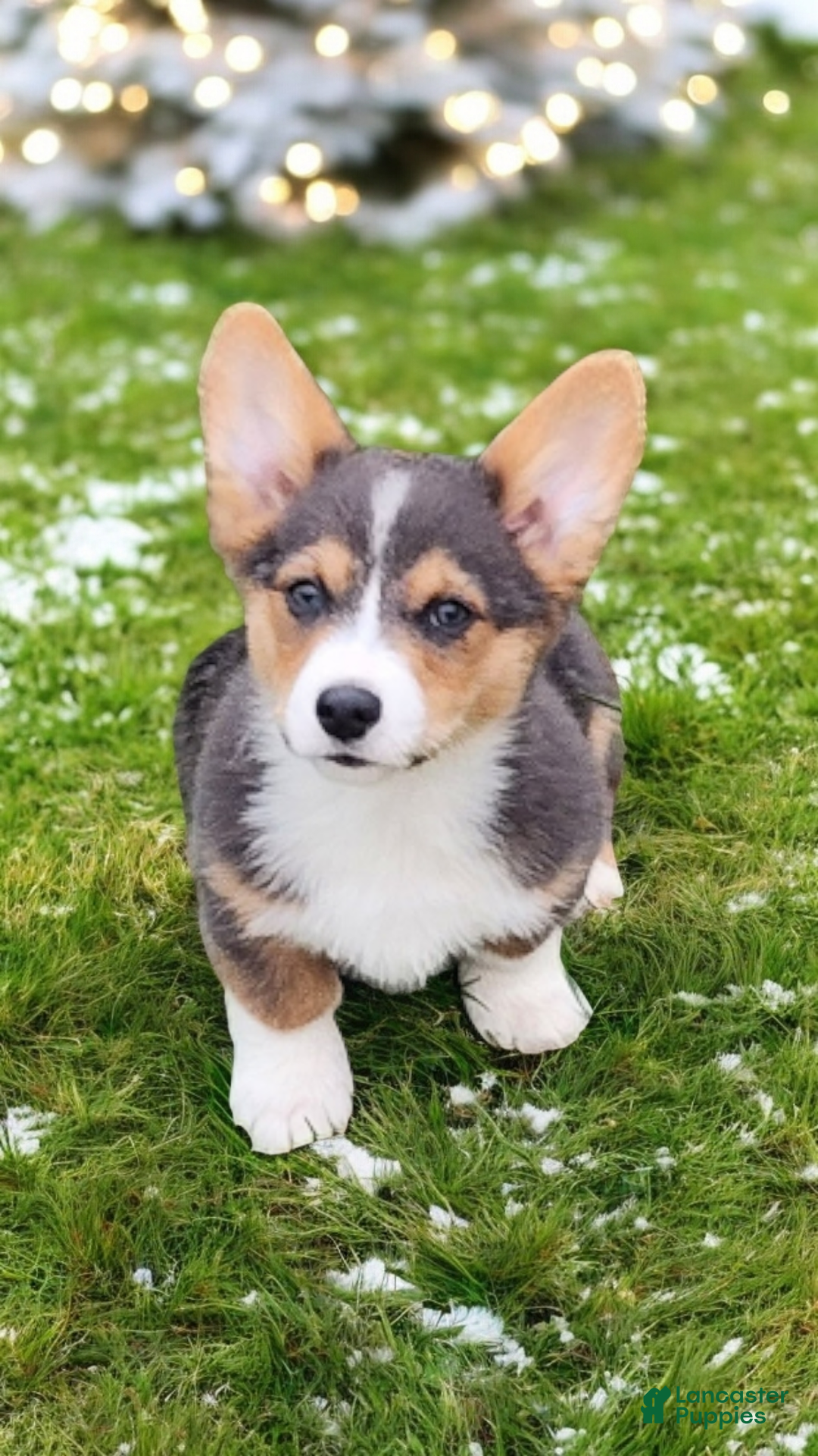 Welsh Corgi Pembroke dogs for sale: Alfie bluie  - Ad 5