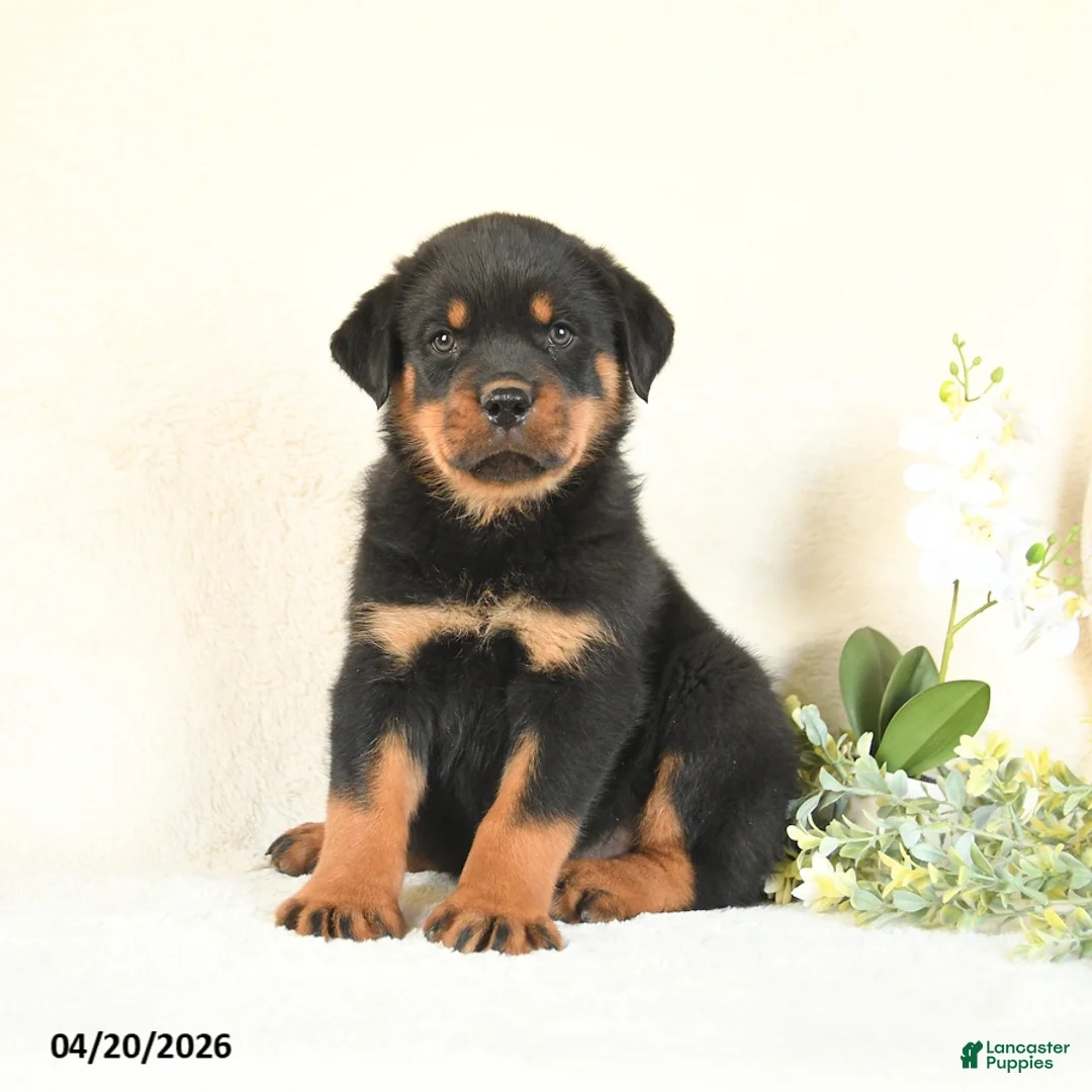 Rottweiler dogs for sale: Chip - Ad 1