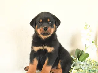 Rottweiler dogs for sale: Chip - Ad 2