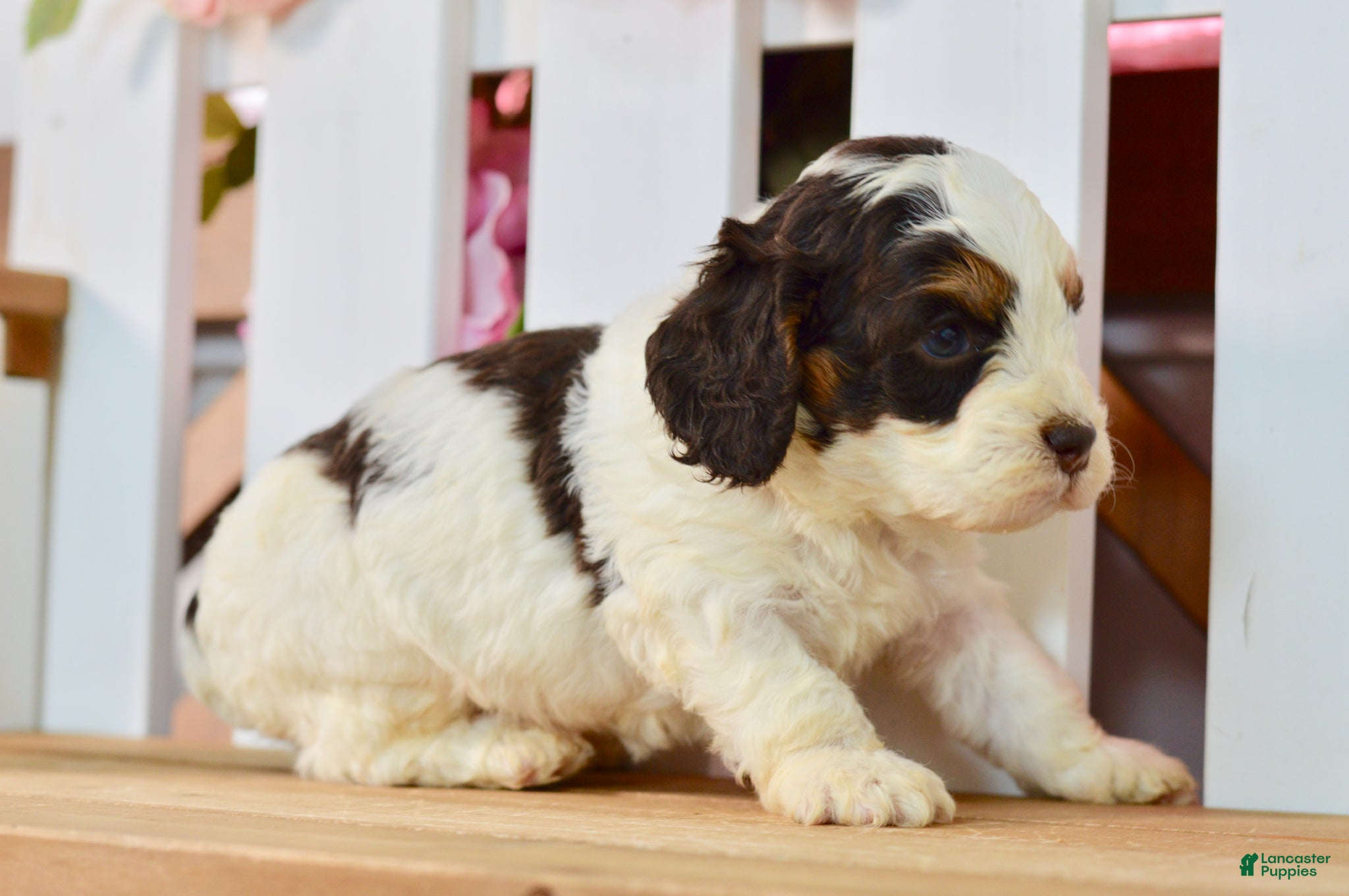 Cockapoo dogs Caleb - Ad 2