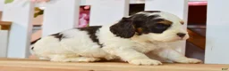 Cockapoo dogs for sale: Caleb - Ad 2