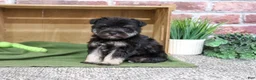 Miniature Schnauzer dogs for sale: Denver - Ad 2