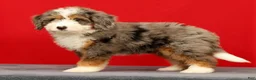 Mini Bernedoodle dogs for sale: Stormy - Ad 3
