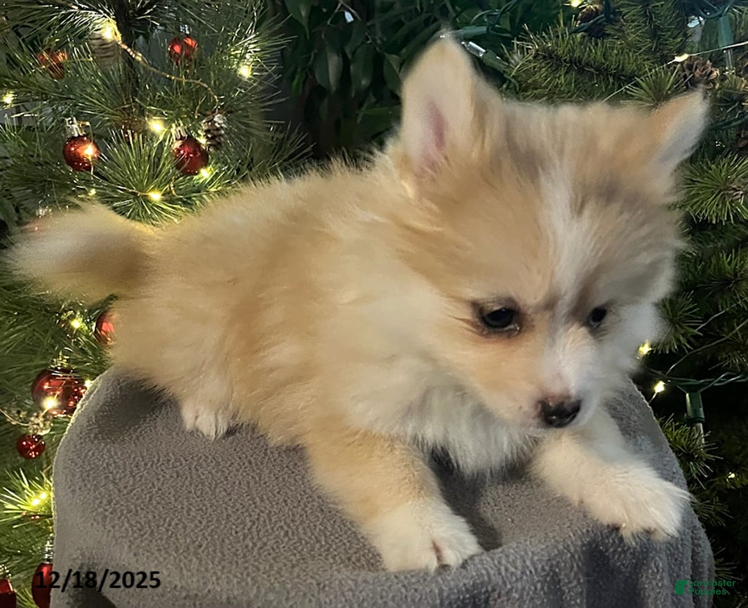 Pomsky dogs for sale: Holly - Ad 11