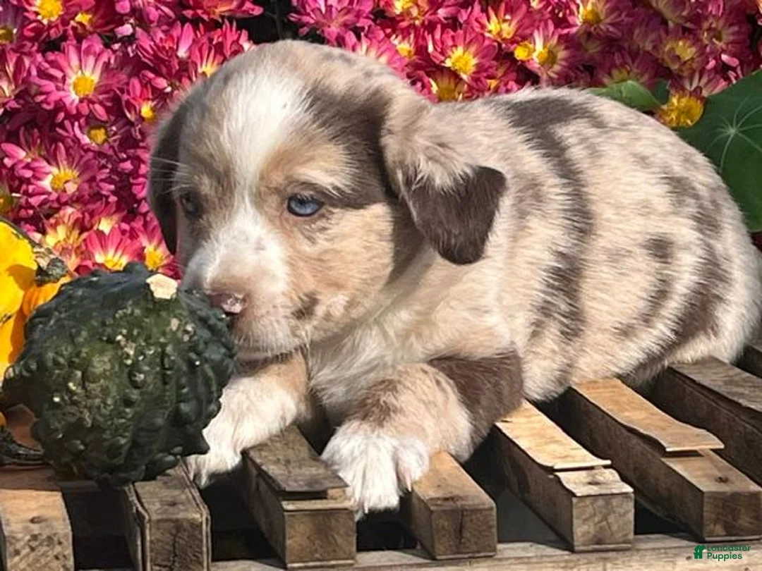Mixed Breed dogs for sale: Rory - Ad 1